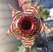 Хуерния (Huernia zebrina, 多肉植物 ガガイモ　縞馬)